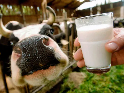 кУПИМ Коровье сырое молоко в Новомичуринске