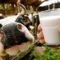 кУПИМ Коровье сырое молоко