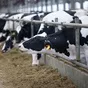 сырое молоко в Рязани и Рязанской области